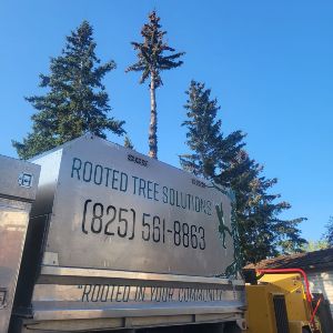 Rooted Tree Solutions Gallery Image of Nick Gratton, arborist, hard at work maintaining a tree's health.