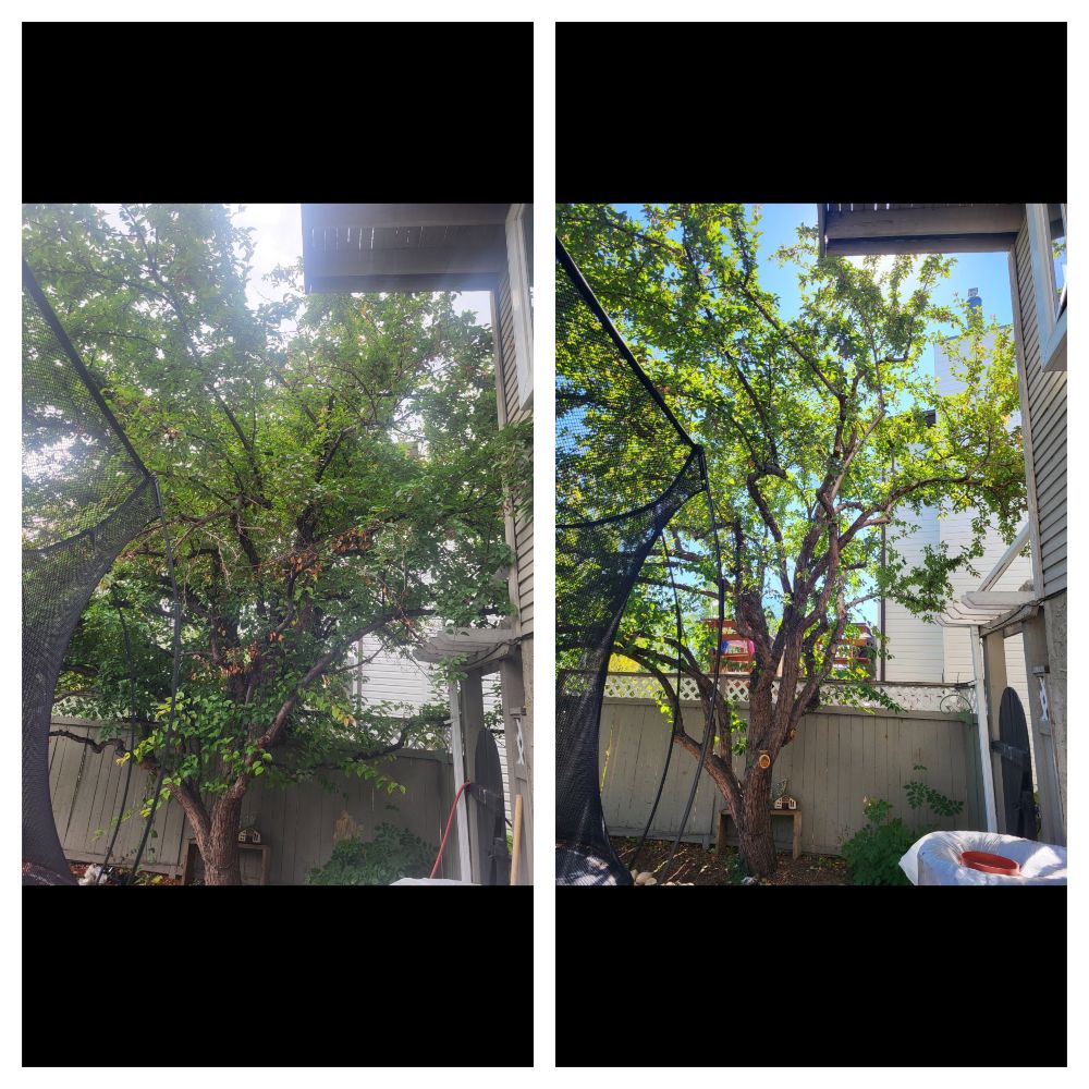 Rooted Tree Solutions Lightbox Image of before and after images of a tree that now has a clean base.