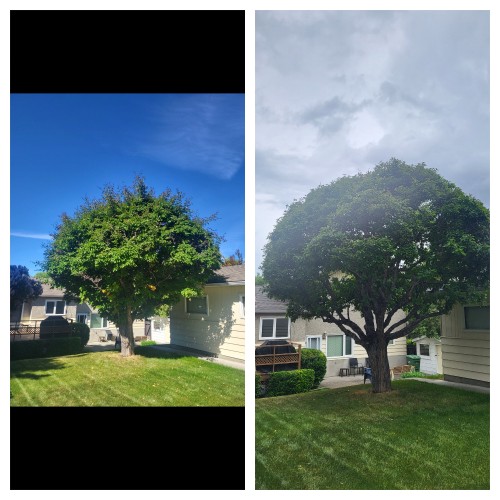 Rooted Tree Solutions Gallery Image of before and after images of a tree that now has a clean crown.