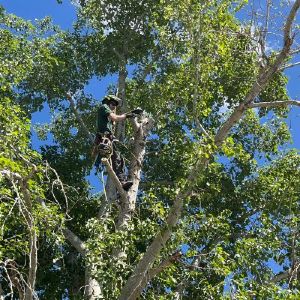Rooted Tree Solutions Gallery Image of Nick Gratton, arborist, hard at work maintaining a tree's health.