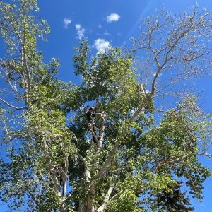 Rooted Tree Solutions Gallery Image of Nick Gratton, arborist, hard at work up high in a tree giving a thumbs up!