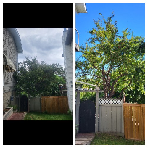 Rooted Tree Solutions Gallery Image of before and after images of a tree that now has light penetration and air flow.